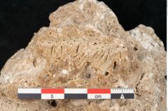 Foto (Detailansicht) von Abies excelsa (NHMW-GEO-2024-0188-11356)